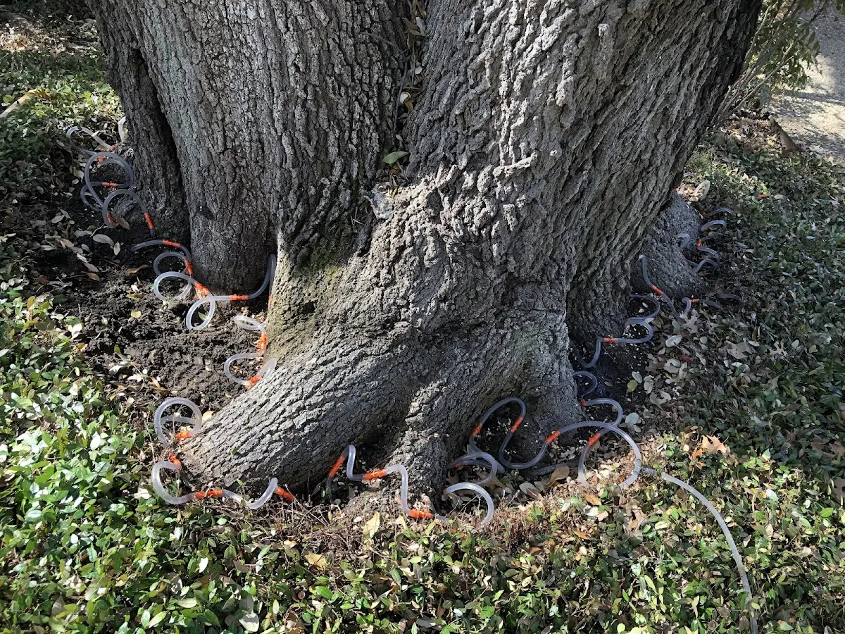 Detailed Tree Cabling and Bracing job site in Turtle Lake