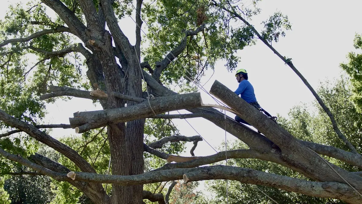Professional Crown Thinning performed by certified arborists in Turtle Lake